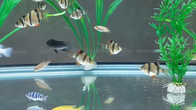 Tiger Barb, African Cichlid Fish Overstocked Aquarium смотреть онлайн