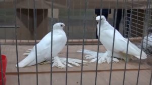 УЗБЕКСКИЙ ДВУХЧУБЫЕ ГОЛУБИ ЯРМАРКА