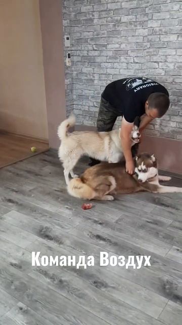 Собака выполняет Команду ВОЗДУХ смотреть онлайн
