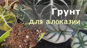 №109. Грунт для алоказии. Грунты для клубней, восстановления и поддержания красивых листьев.