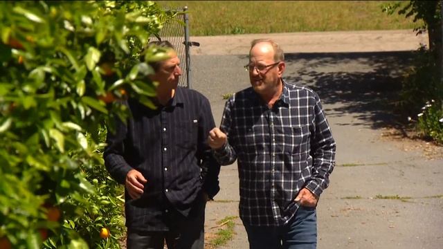 Asian citrus psyllid spreads devastating disease to citrus trees смотреть онлайн