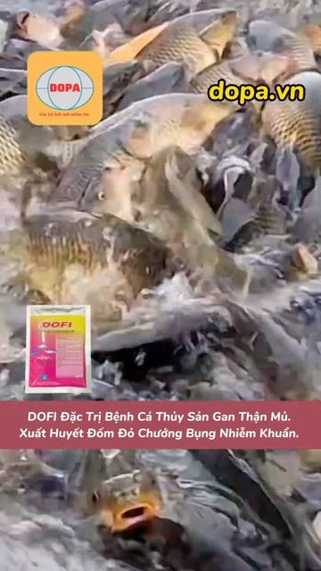 DOFI Đặc Trị Bệnh Cá Thủy Sản Gan Thận Mủ Xuất Huyết Đốm Đỏ #dopa #thuysandopa #dongdopa #dobio смотреть онлайн