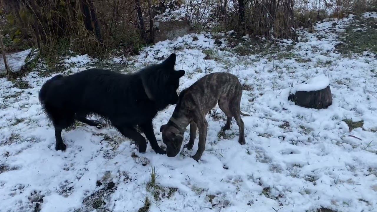 Питбуль и Немецкая овчарка на прогулке смотреть онлайн