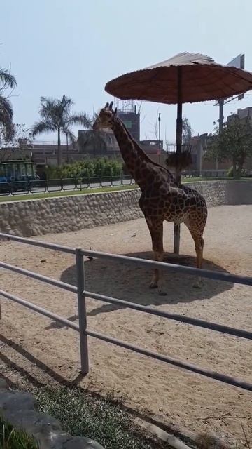 La Jirafa смотреть онлайн