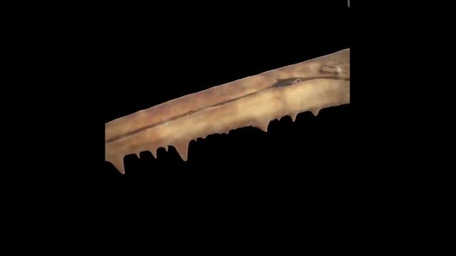 😱Conoce a #PELAGORNIS, el gigante marino con dientes! 🪶 смотреть онлайн