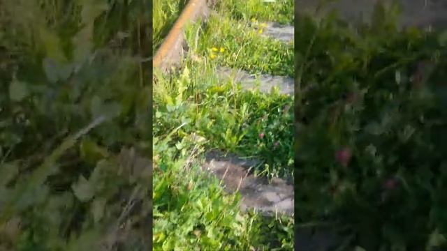 Заброшенный тепловоз смотреть онлайн