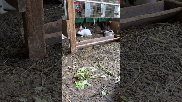 Rabbit 🐰 Kunici … Kod cicija na farmi kunica ✌️😉12.06.2023 Velika Kopanica смотреть онлайн