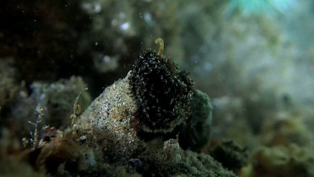 black tube worm смотреть онлайн