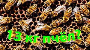 📌 "Как нарастить пчёл до 13 кг? Пошаговый разбор от профессора Кашковского"