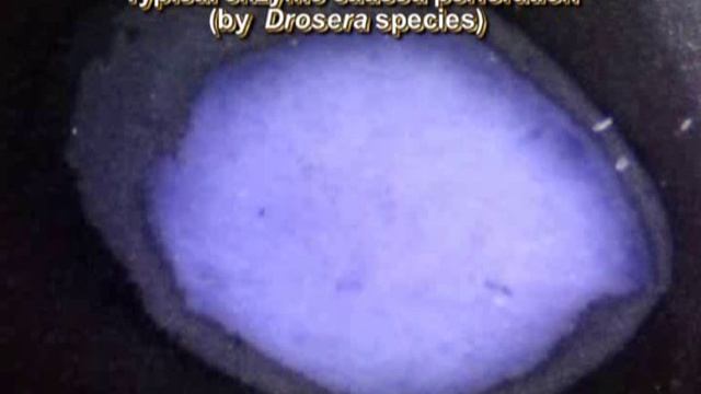 Enjoy Your Meal Part 2: Enzyme-testing with Byblis, Drosera and Roridula смотреть онлайн