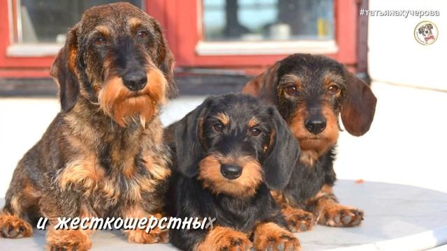 Такса, Dachshund, Dackel, Teckel