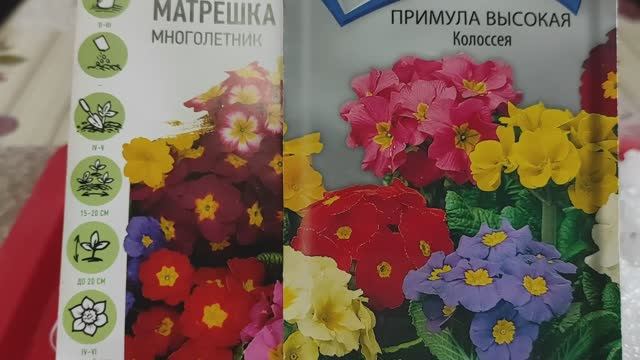 Посев примулы семенами на снег #примула #семена #посевпримулы #цветы #весна #снег смотреть онлайн