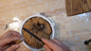 Kolotermis flavicolis термиты, все о их содержании и их новом термикарии!
