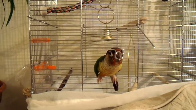 Conure parrot unlocks his cage Попугайчик открывает клетку смотреть онлайн