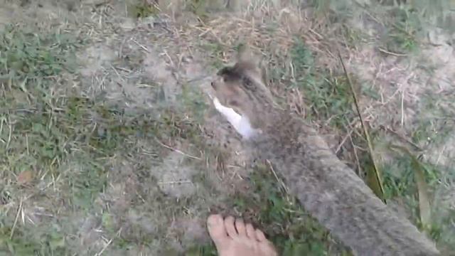 Кот сопровождает в джунгли смотреть онлайн