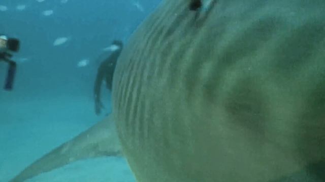 Shark feeding super predator Tiger shark. Revealing The True Docile Nature of Sharks смотреть онлайн