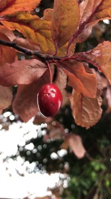 Purple leaf plum - leaves & fruit - May 2021 смотреть онлайн