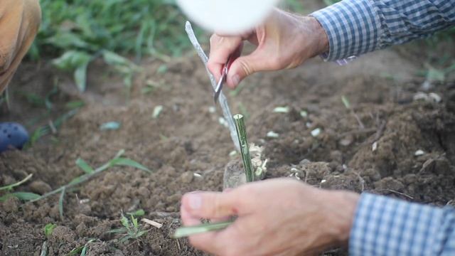 Grafting Satsuma Mandarin Orange Tree Scion onto In-Ground Cold-Hardy Citrus Root Stock, Like Yuzu смотреть онлайн