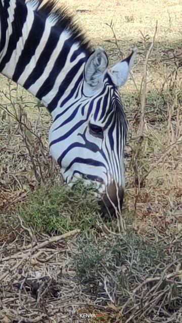 wildlife Direct смотреть онлайн