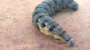 Огромная страшная гусеница