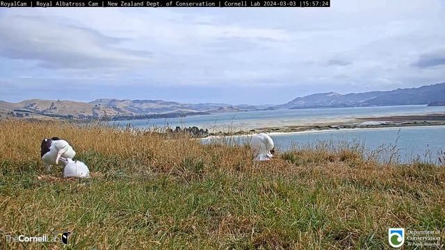 (03.03.2024) Альбатрос. Мама LGL вернулась - The albatross. LGL's mom is back смотреть онлайн