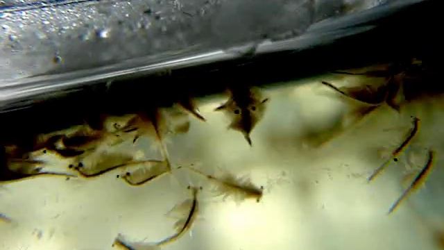 Artemia salina 25. day and mating смотреть онлайн