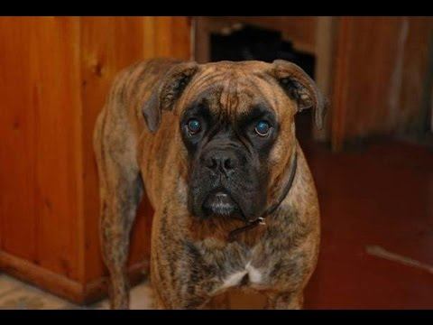 Немецкий боксёр- особенность этой породы. Дрессировка боксера смотреть онлайн