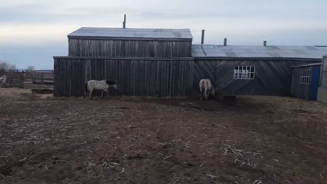 Кони идут на водопой смотреть онлайн