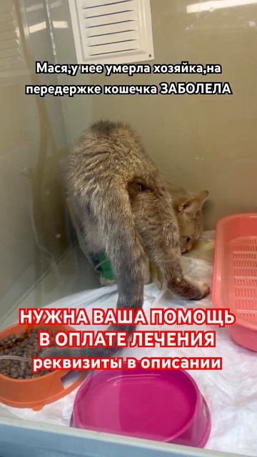 Британка Мася заболела! Кошечка с травмой таза у которой умерла хозяйка смотреть онлайн
