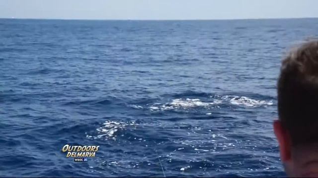2016 White Marlin Open Part 1 смотреть онлайн