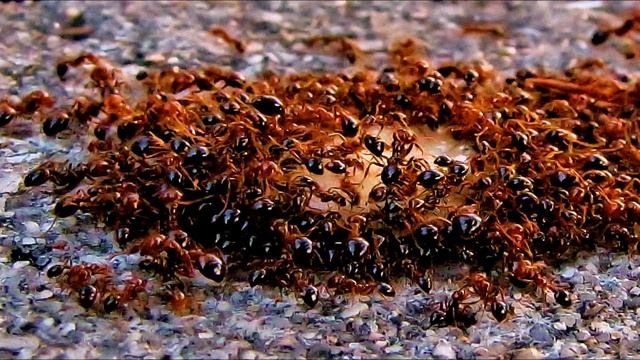 ЧУМОЛИ УЯСИНИ ЁҚҚАН МУСО ( А.С ) ... смотреть онлайн
