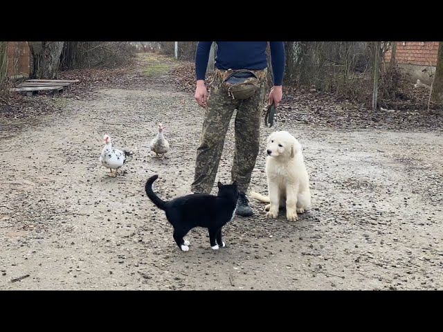 Мареммо-абруццкая овчарка, дрессировка с раздражителями смотреть онлайн