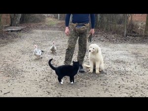 Мареммо-абруццкая овчарка, дрессировка с раздражителями