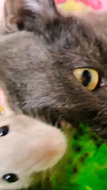 КОШКА И КРЫСА 😍 смотреть онлайн