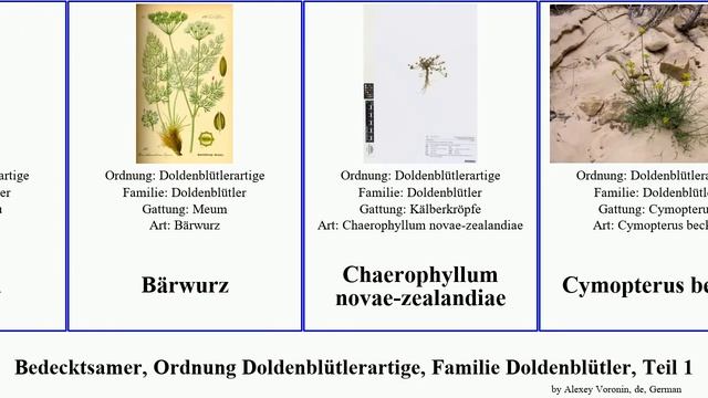 Bedecktsamer, Ordnung Doldenblütlerartige, Familie Doldenblütler, Teil 1 eryngium daucus angelica смотреть онлайн