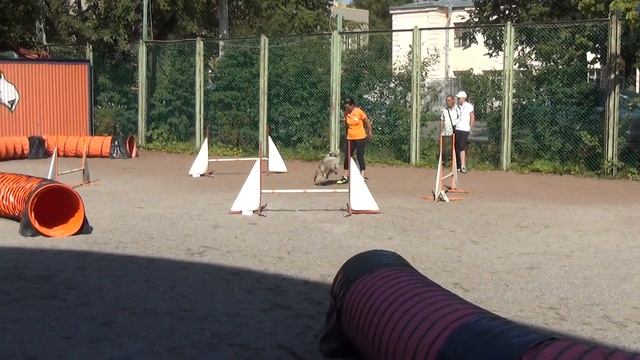 D0 Medium-2. Чиж Елена и шелти Симба смотреть онлайн