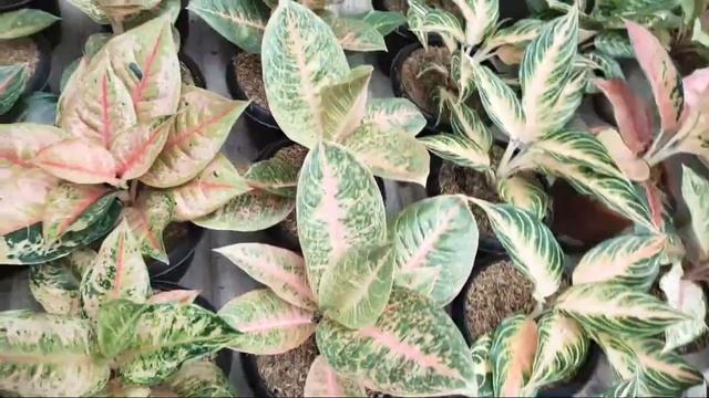 Live Sale Aglaonema Lagi смотреть онлайн
