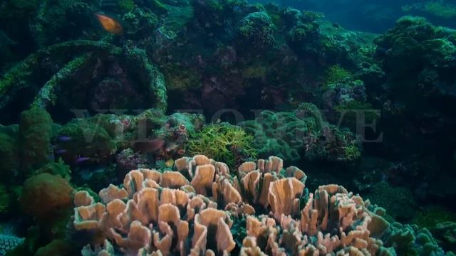 Hard Stony corals and colorful fish in blue sea. смотреть онлайн
