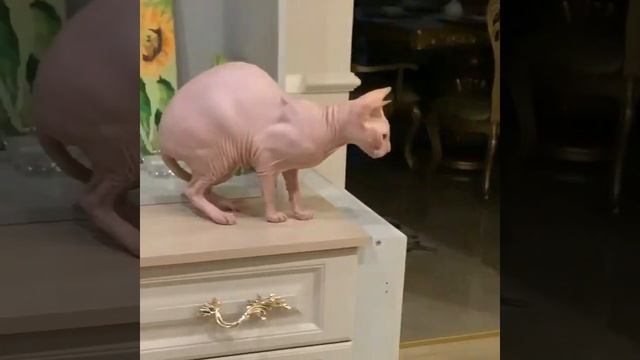 Кошка и собака 🐕 смотреть онлайн