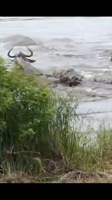 Hippo rushes to attack crocodile to rescue baby antelope #shorts смотреть онлайн