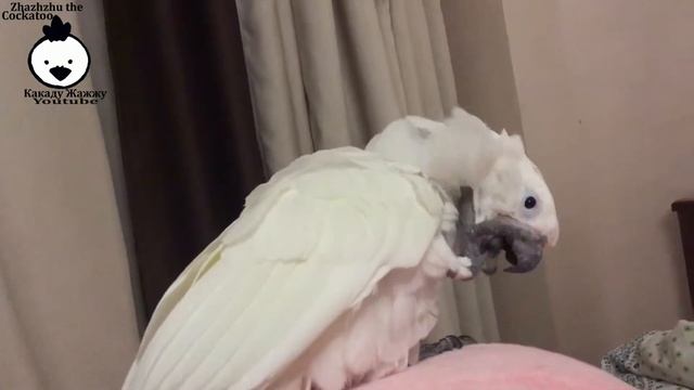 Zhazhzhu baby cockatoo. Жажжу бебі какаду. смотреть онлайн
