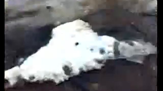 Вот как надо рыбу ловить )) смотреть онлайн