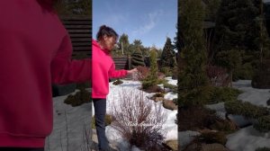 ✅СТРИЖЕМ БАРБАРИСЫ - до периода СОКОДВИЖЕНИЯ‼️