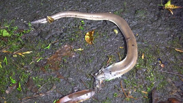 夜間生態觀察 - 北橫7號公路篇 | 我們成熟的大人是不夜衝的，但我們會夜觀 | 眼睛脫窗之旅 || 【瑋瑋老師】