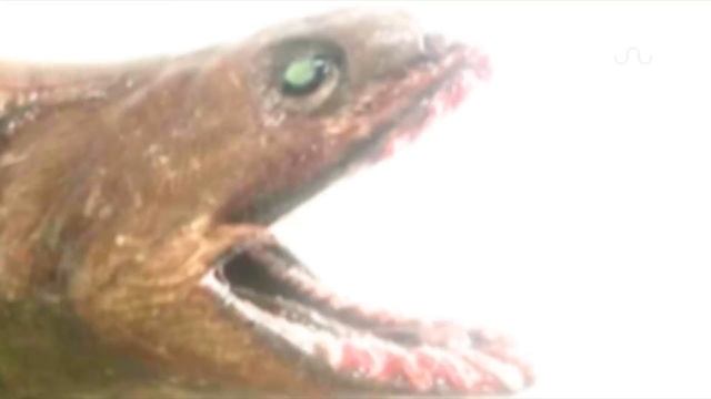 PREHISTORIC SHARK CAPTURED смотреть онлайн