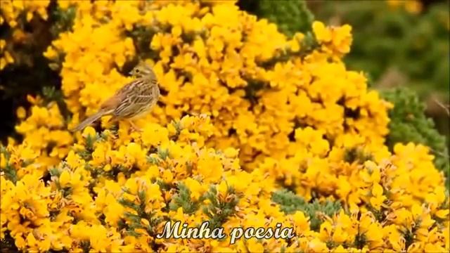 viagem - emilio santiago legendado смотреть онлайн