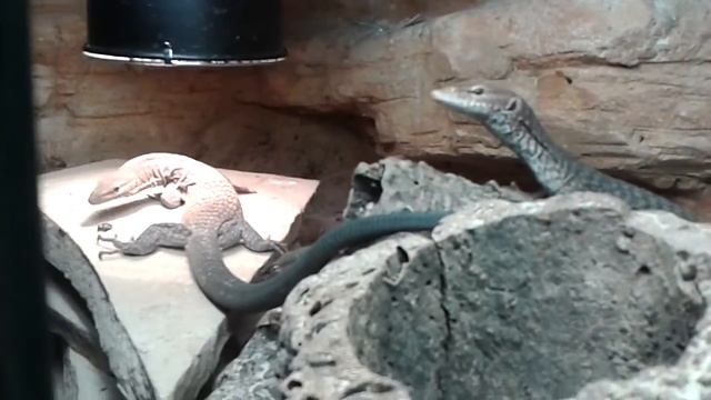 Feeding varanus Tristis Orientalis смотреть онлайн