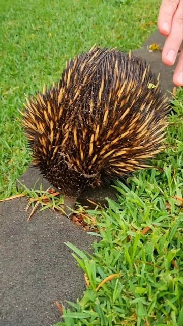 Echidna takes a tumble 😍 смотреть онлайн