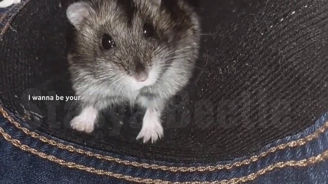 Моё маленькое чудо💞 смотреть онлайн