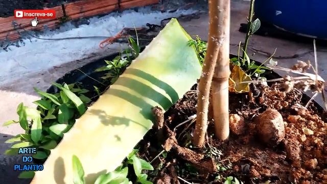 Como Acabar Com as Pragas de Suas Plantas Fungos e Bactérias e Cochonilhas, | Arte do Plantio | смотреть онлайн